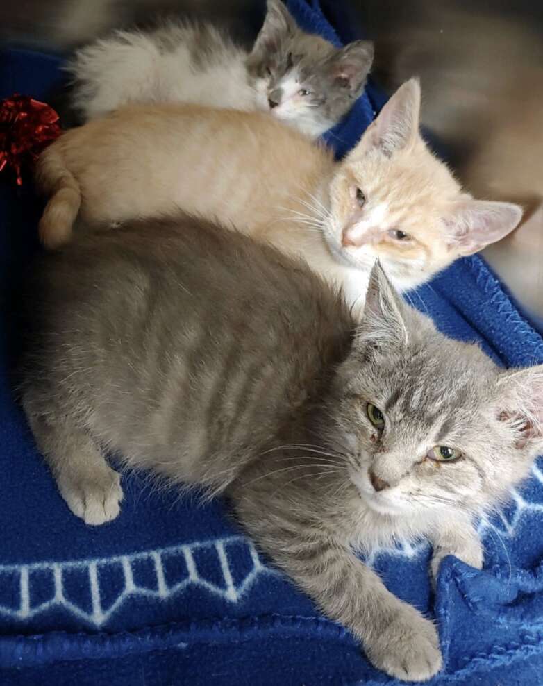 Kitten being treated at the SPCA shelter