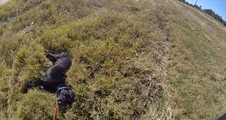 Cop Stops To Help Dog Stranded On Busy Highway And Realizes Why He's ...