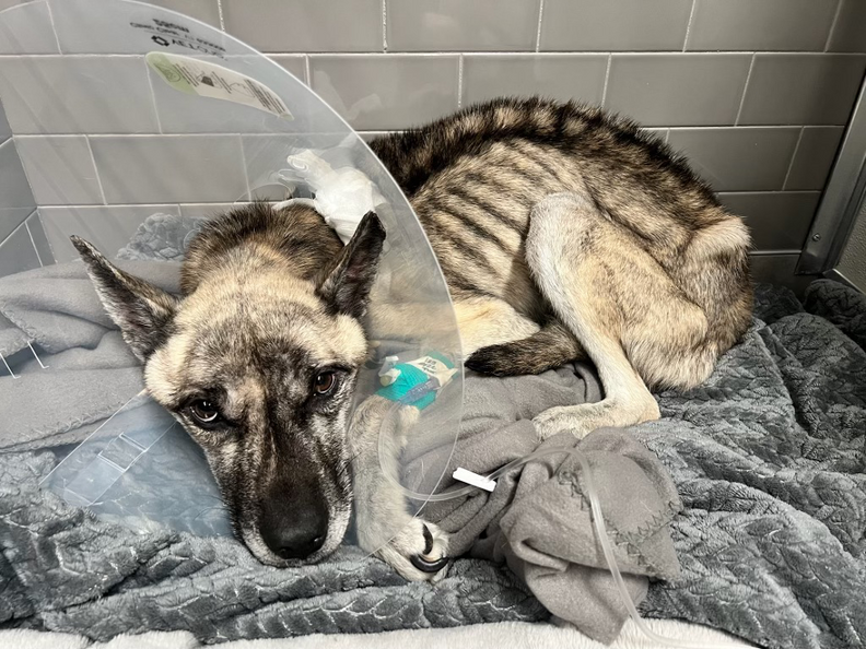 レイダーの最初の状態