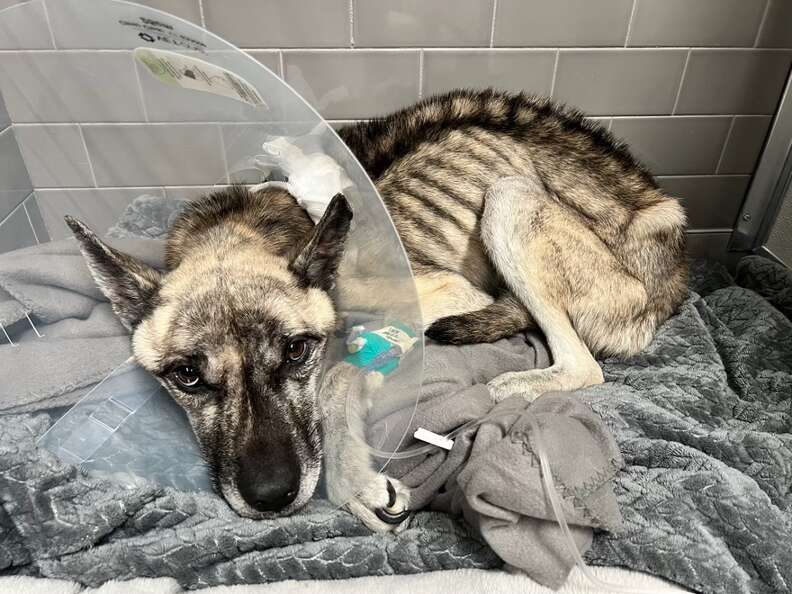 レイダーの最初の状態