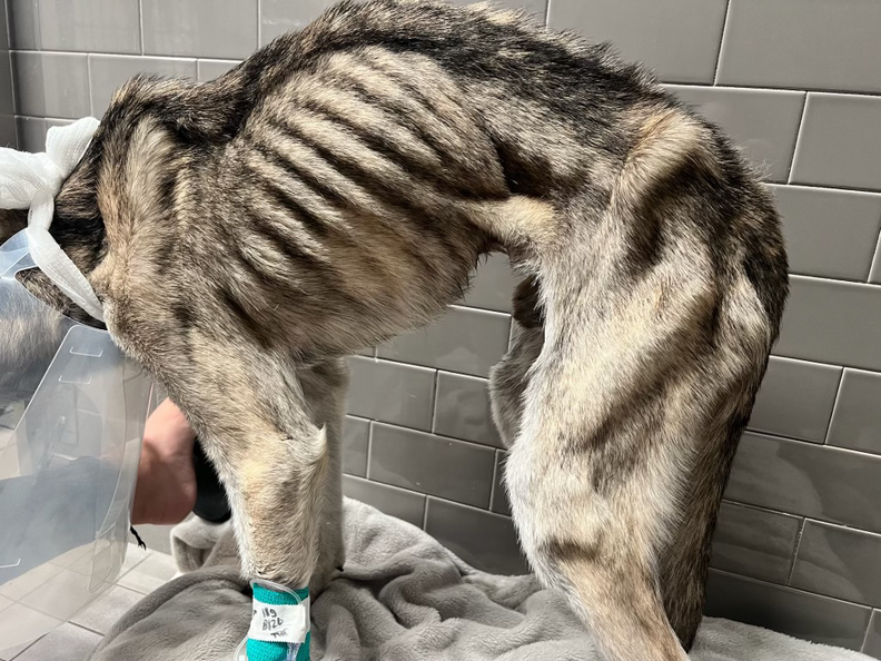 レイダーが最初に獣医に来た時