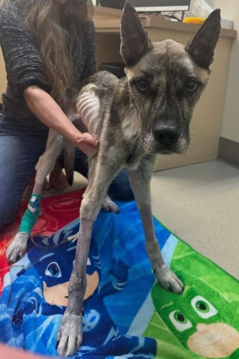 レイダーが少しずつ回復していく様子