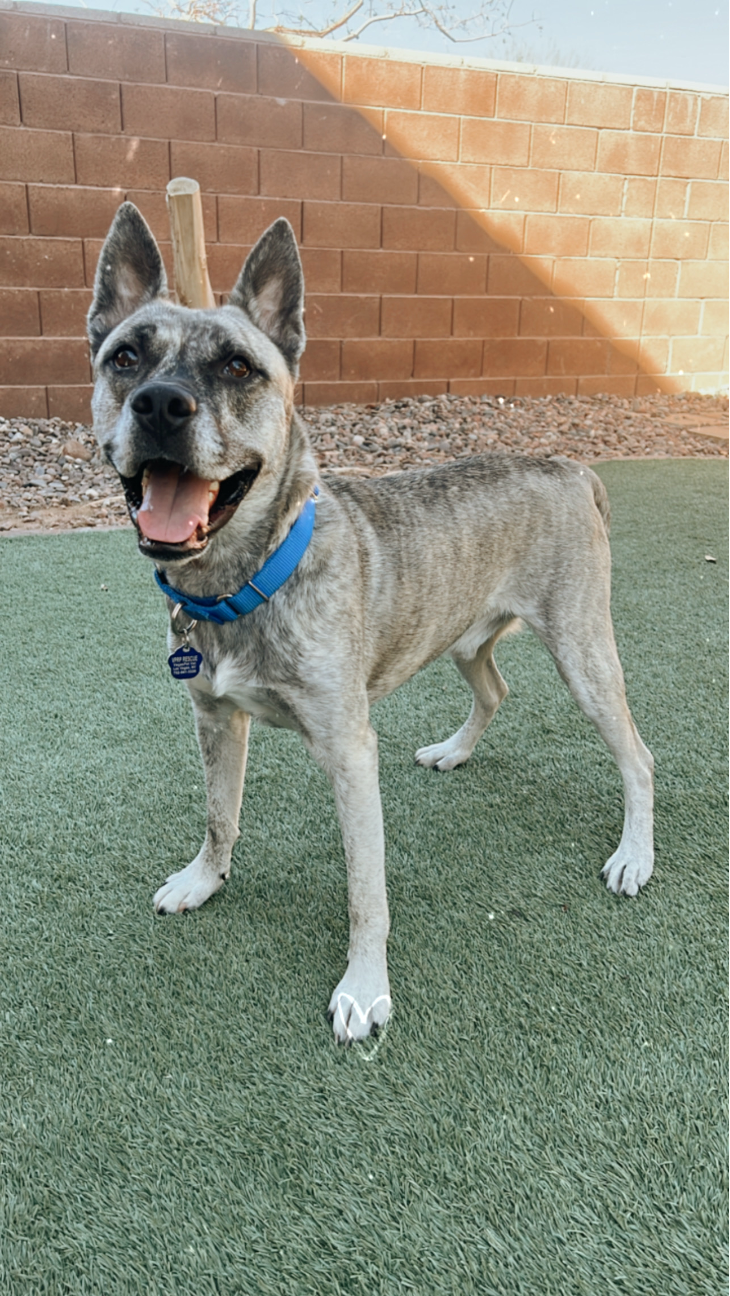 幸せで健康なレイダー