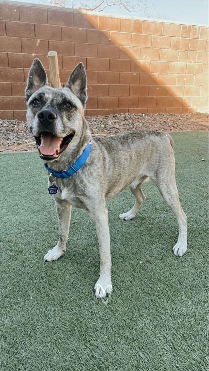 幸せで健康なレイダー