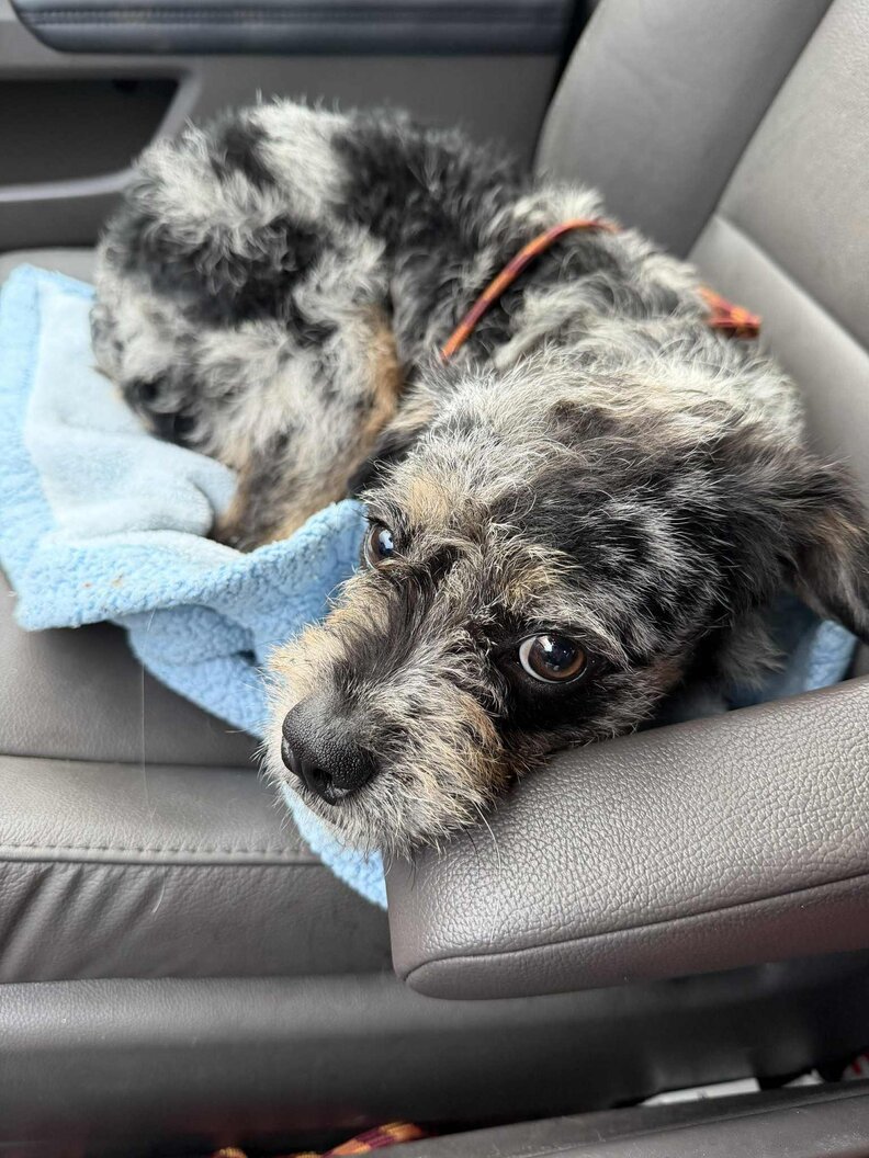 リンクにある画像