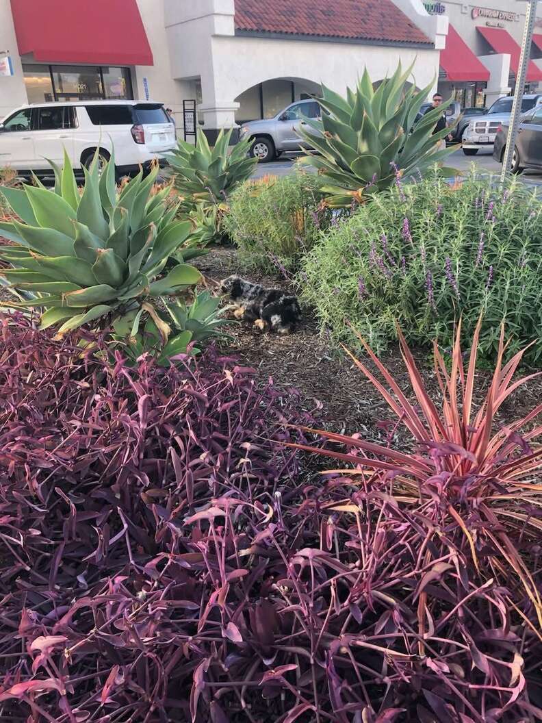 リンクにある画像