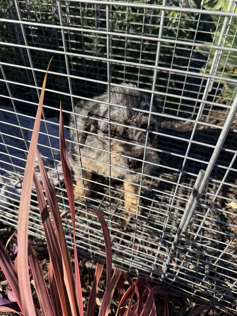 リンクにある画像