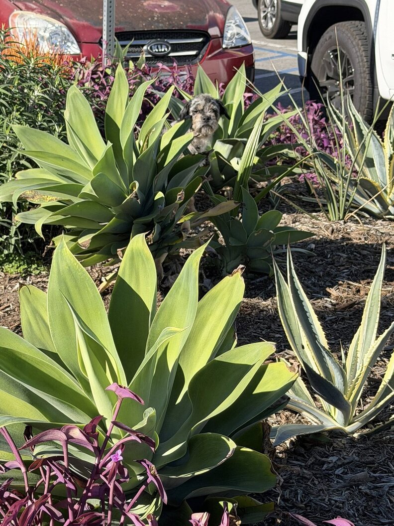 リンクにある画像