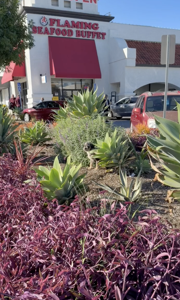 リンクにある画像