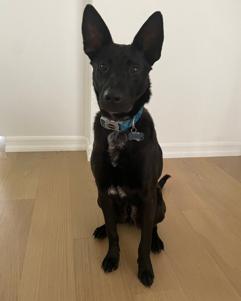 ダンテの新しい家族