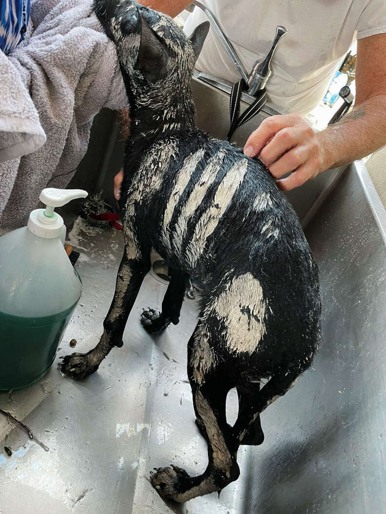 ボランティアの活動