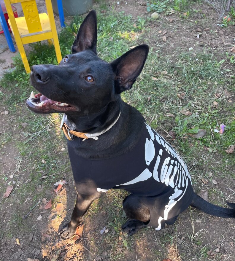 ダンテのハロウィン