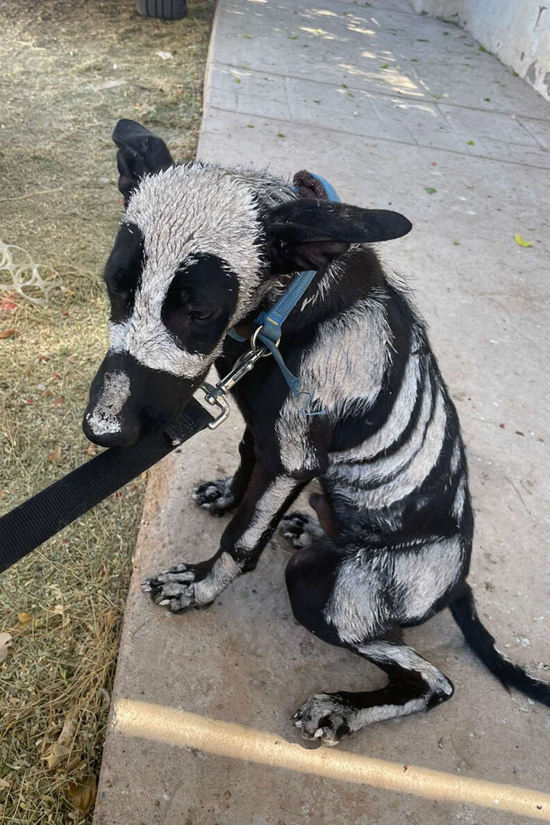 ダンテの悲しい日々