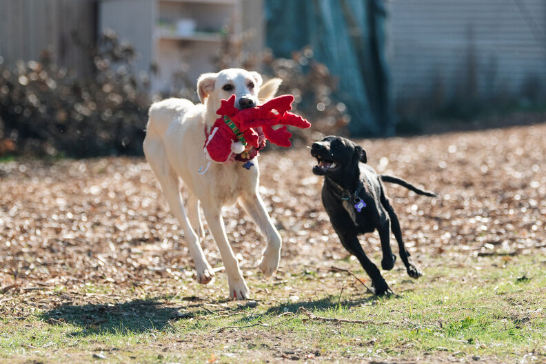 ダンテの新しいスタート