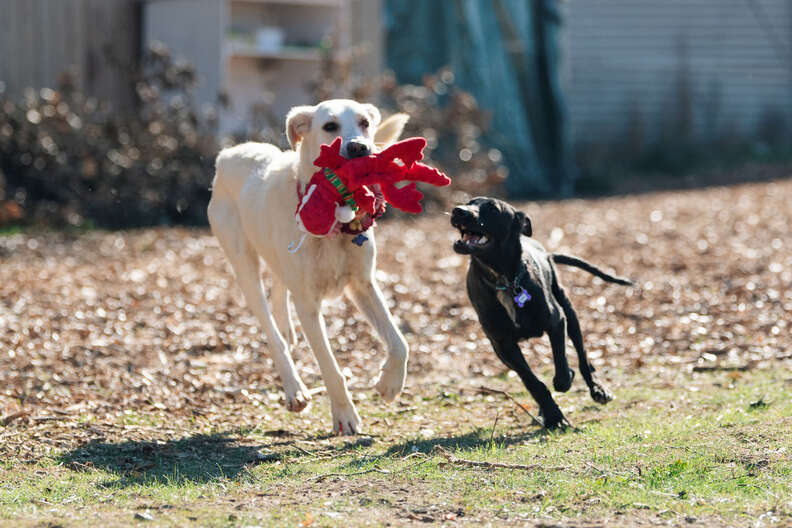 ダンテの新しいスタート
