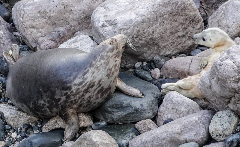 seal mom and baby