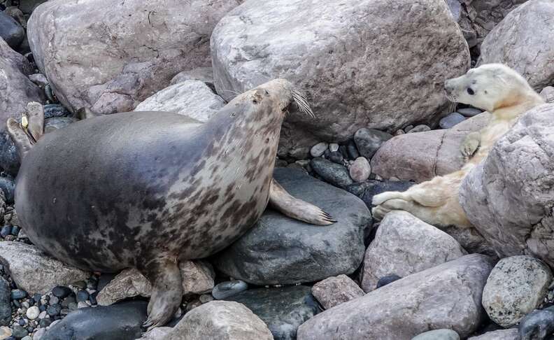 seal mom and baby