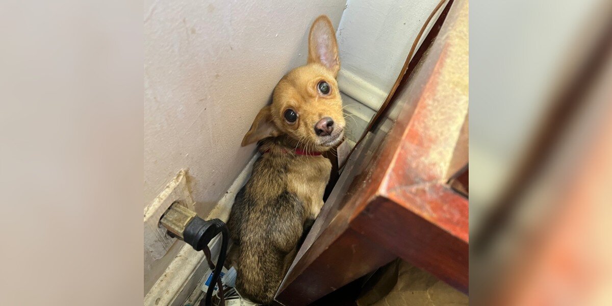 Police Find 'Terrified' Puppy In Vacant Home And Give Him A Chance At Love