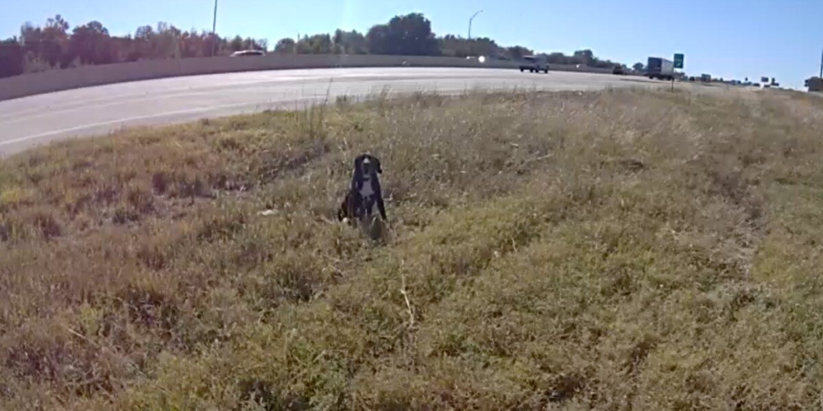 Cop Stops To Help Dog Stranded On Busy Highway And Realizes Why He's(00)