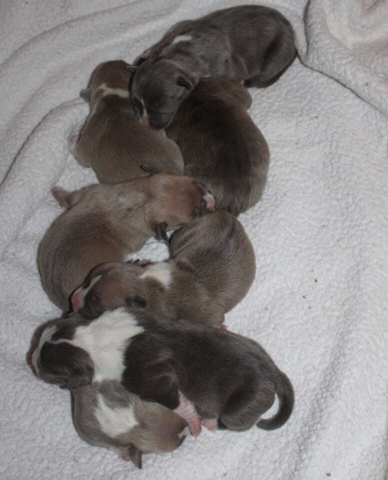 pile of puppies