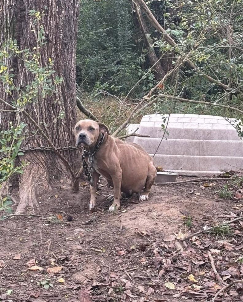 dog chained to tree 