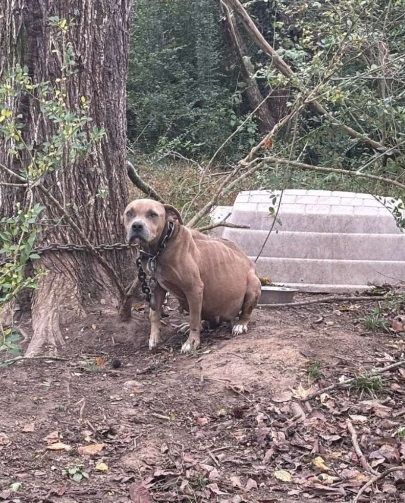dog chained to tree