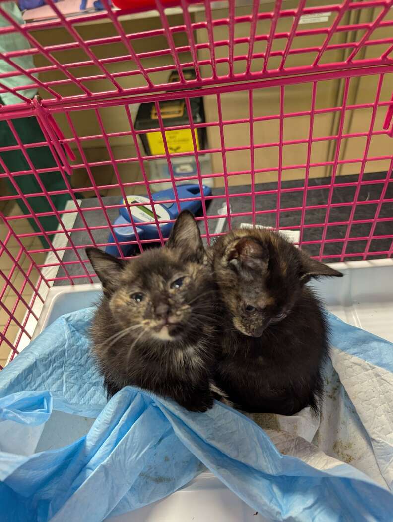 Rescued black kitten in warm shelter