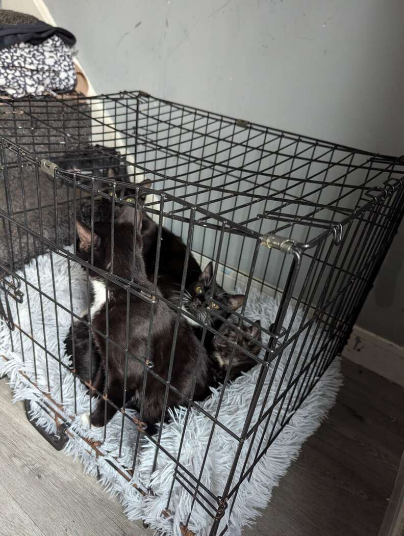 Mother cat and kittens receiving vet care