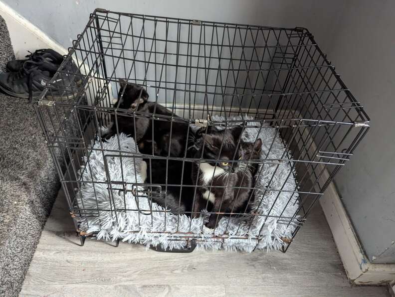 Black cat looking out from inside a crate