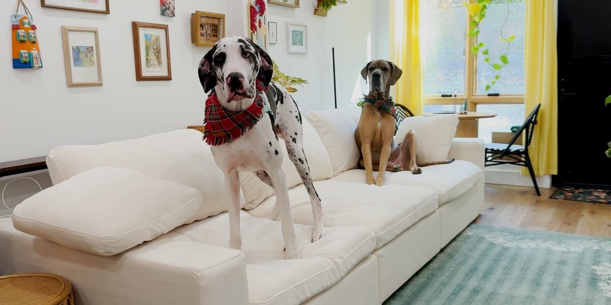 A Brooklyn Railroad Apartment Ruled By Two Great Danes And A Bossy Little Dog