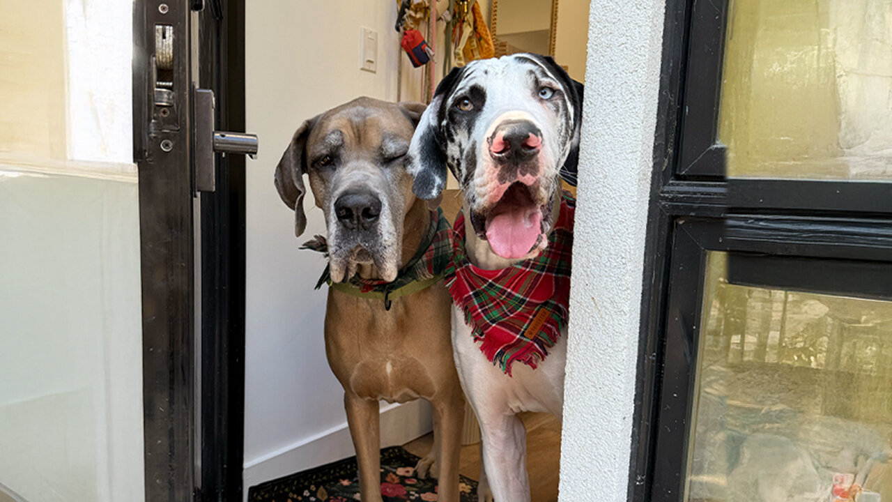What It's Like Living With Two Great Danes In A Small NYC Apartment