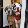 What It's Like Living With Two Great Danes In A Small NYC Apartment