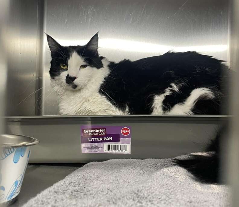 Rescued cat Betty Davis relaxing