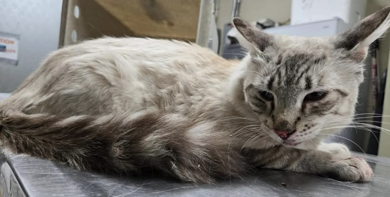 Melo the cat looking content and relaxed