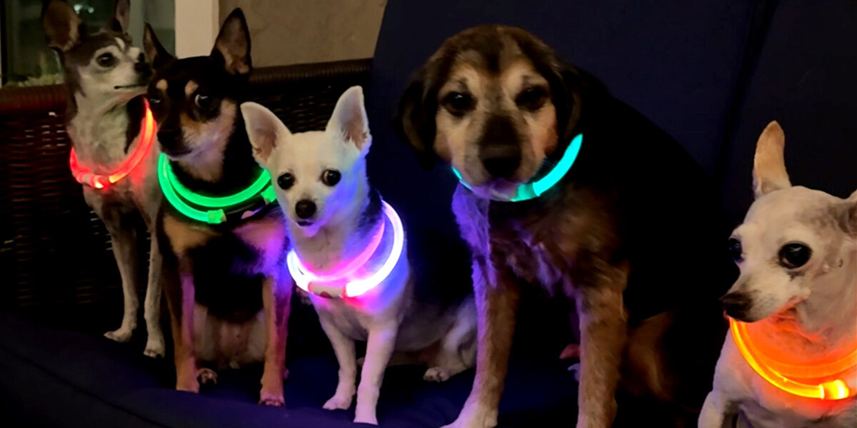 Pet Rave Woman Throws Rave Parties For Her Senior Dogs - Videos - The Dodo