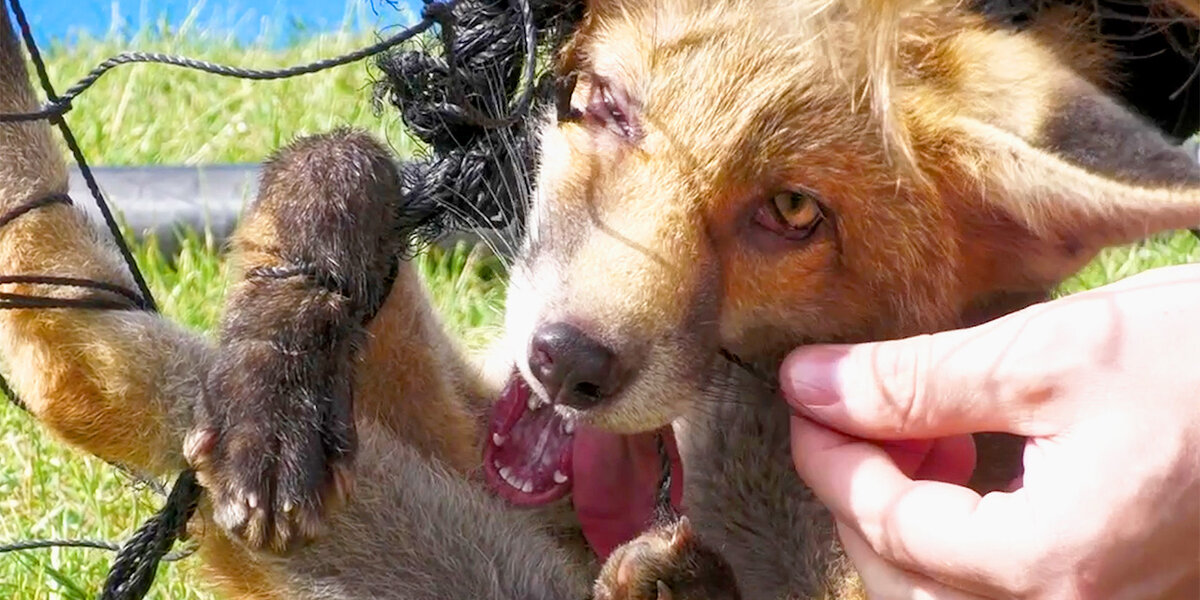 Baby Fox Tangled In Sports Netting Was Saved In Time - Videos - The Dodo