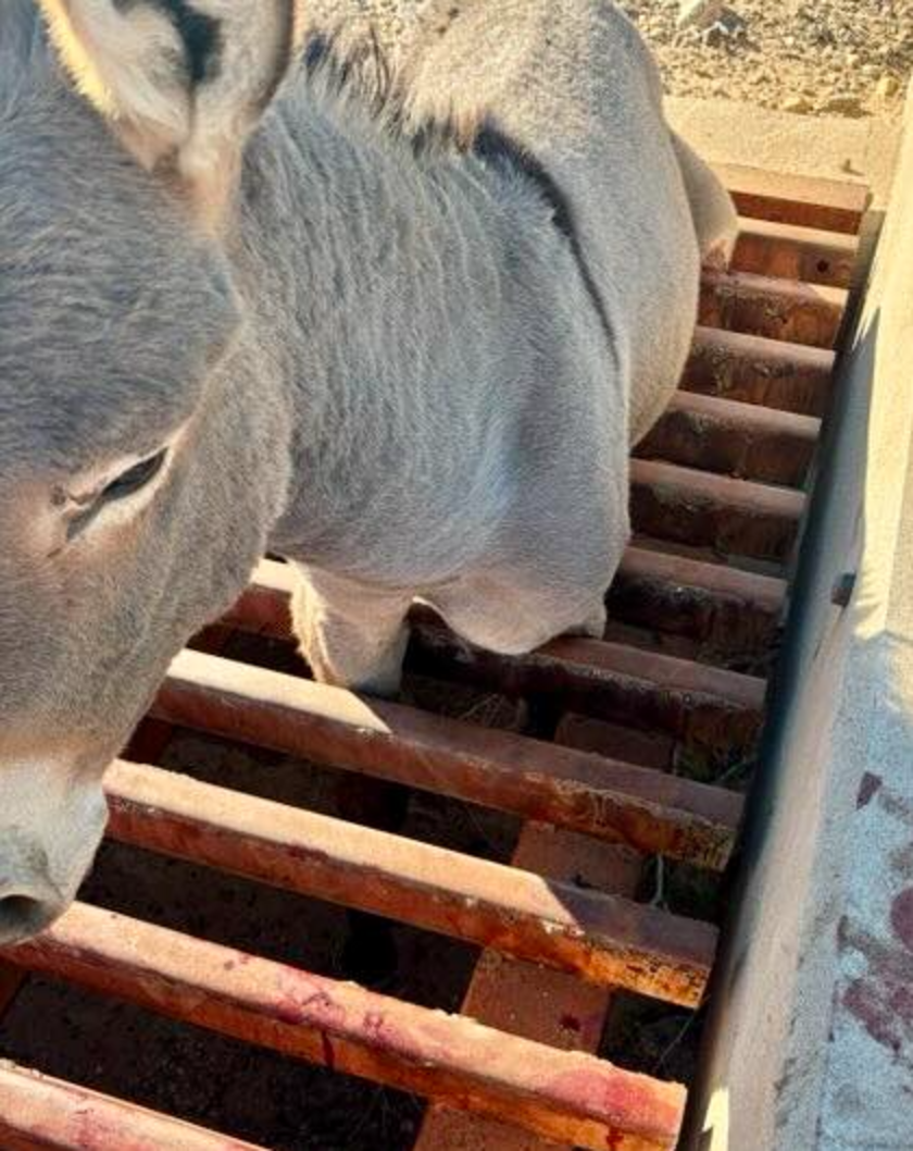 Couple Can't Figure Out Why Wild Donkey Is So Still — Then They Move ...