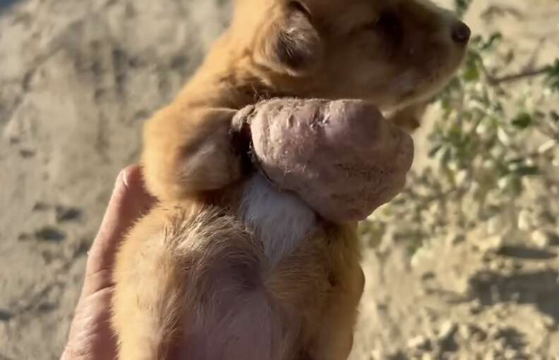 puppy abandoned on road