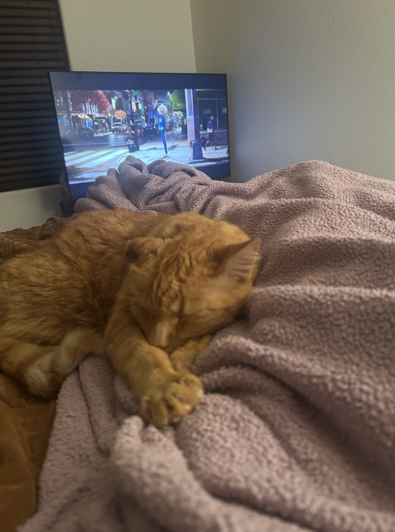 Cat inside home resting comfortably