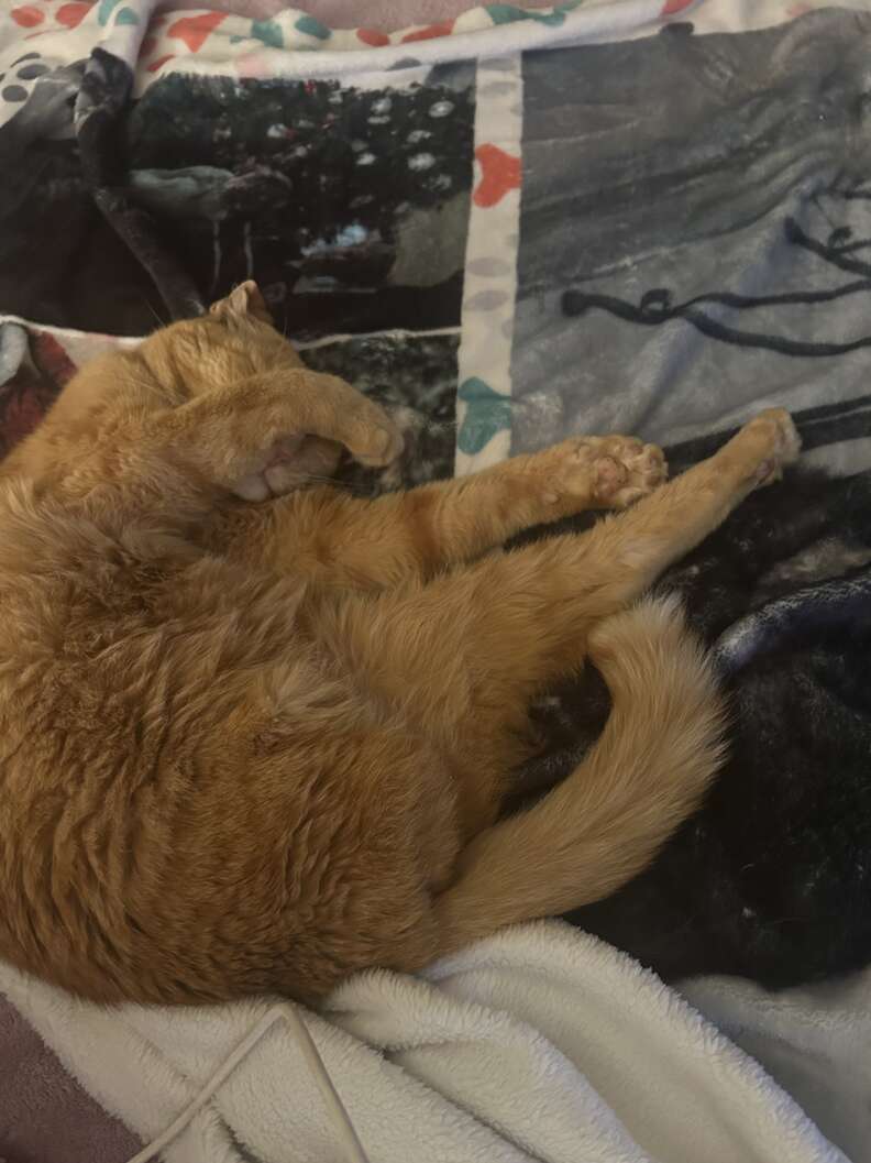 Bambino the cat lying on blanket at home