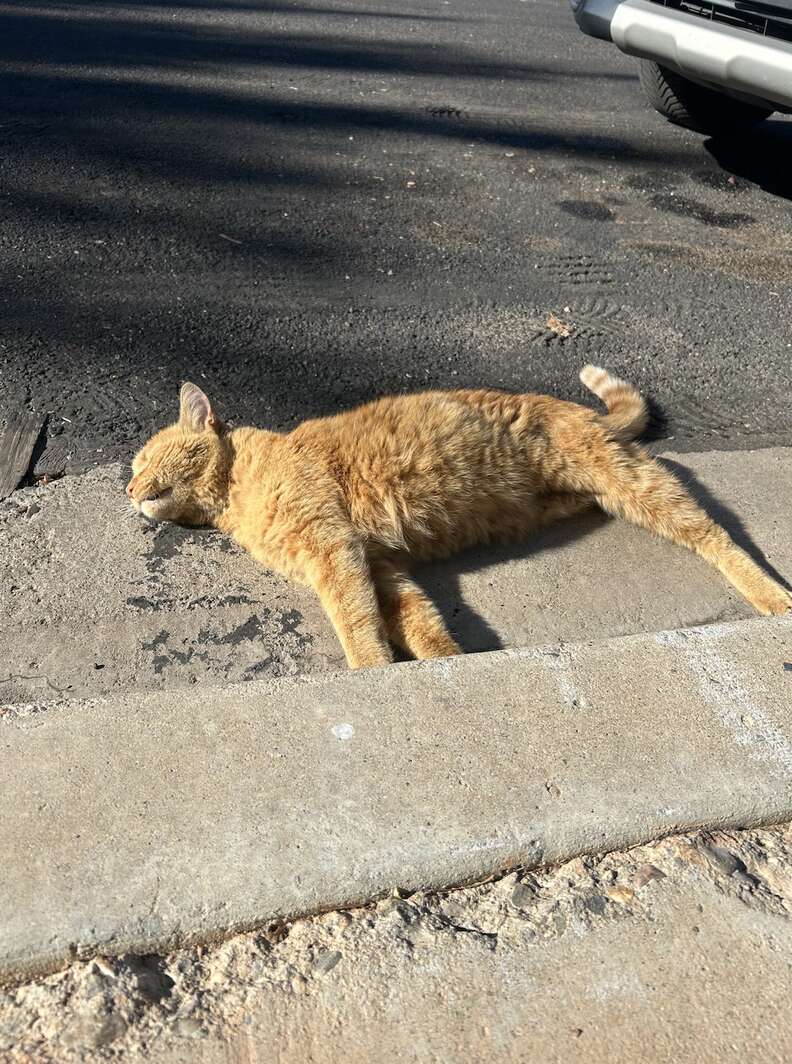 Three-legged cat standing on pavement near drain