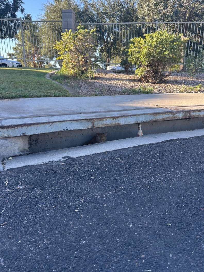 Stray cat peeking out from storm drain