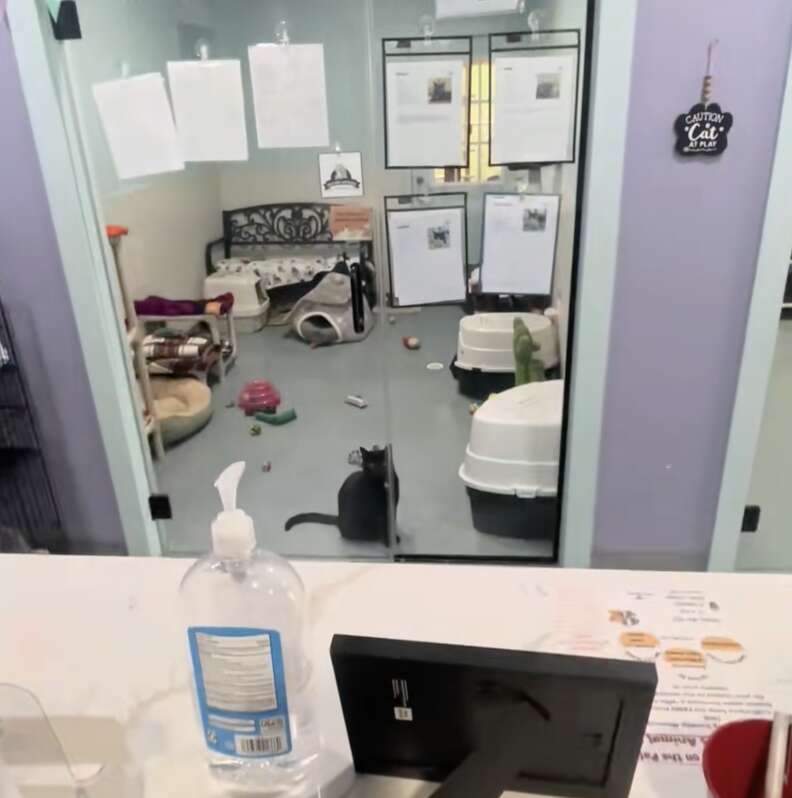 Paisley watching from behind the glass at the shelter