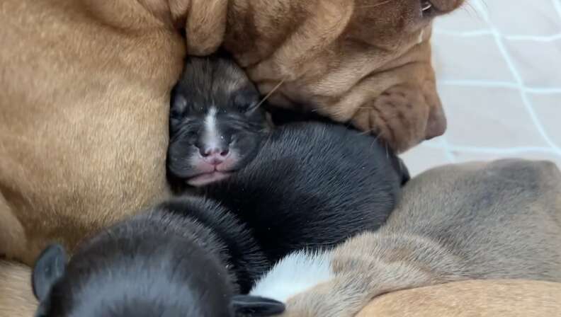 ジャッキーフロストと赤ちゃんたち