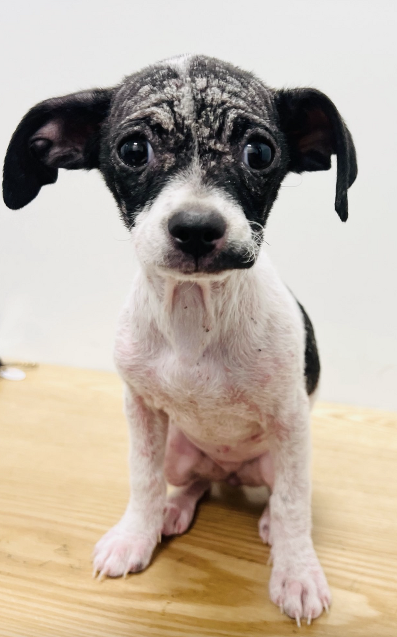 スウィートピー