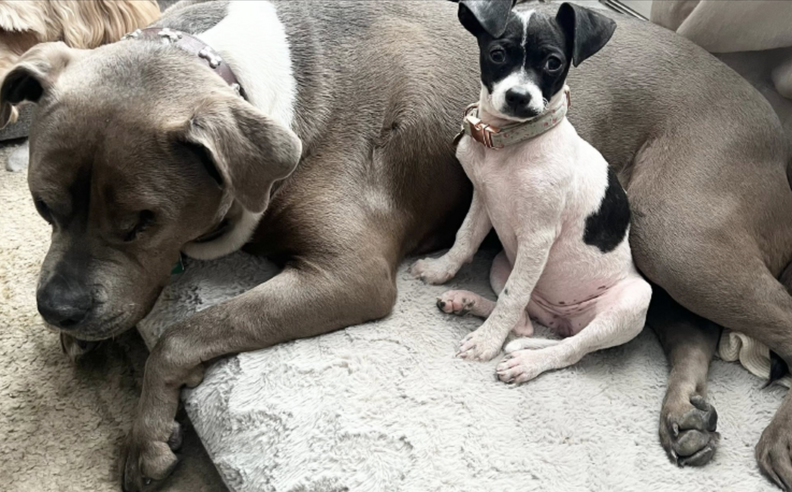 幸せなスウィートピー