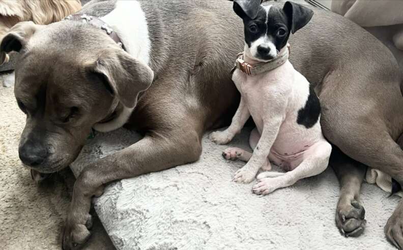 幸せなスウィートピー