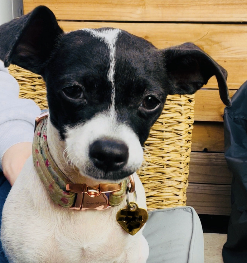 新しい家族と一緒のスウィートピー