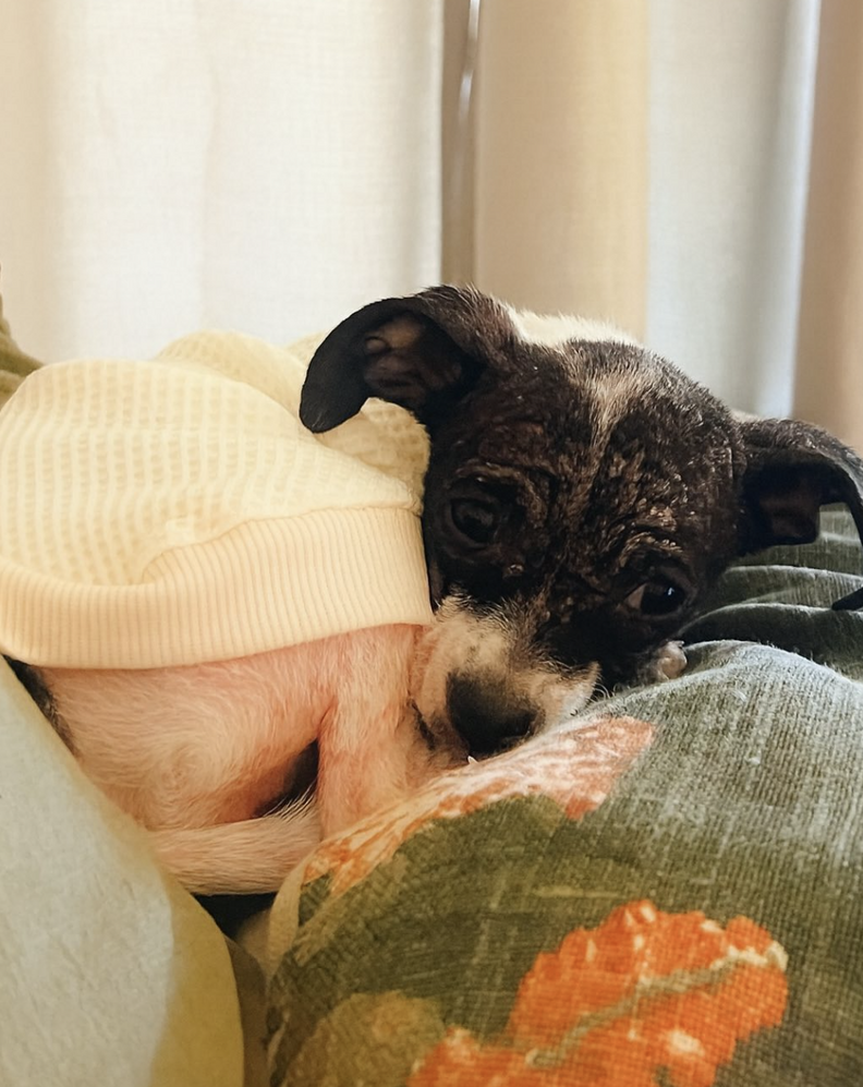 いっぱいの愛を受けるスウィートピー