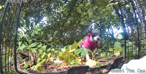 罠を設置している様子